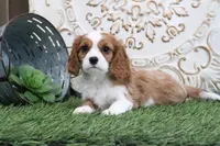 Pebbles, a male Cavalier King Charles Spaniel for sale in Charm, OH – Photo 2 of 5
