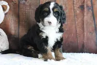 Jasmine, a female Bernedoodle for sale in Charm, OH – Photo 5 of 5