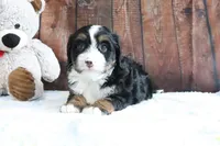 Jasmine, a female Bernedoodle for sale in Charm, OH – Photo 3 of 5