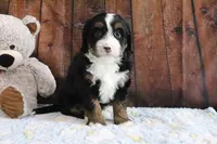 Jasmine, a female Bernedoodle for sale in Charm, OH – Photo 1 of 5