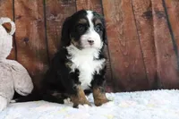 Jasmine, a female Bernedoodle for sale in Charm, OH – Photo 4 of 5