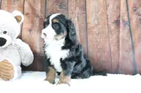 Jasmine, a female Bernedoodle for sale in Charm, OH – Photo 2 of 5