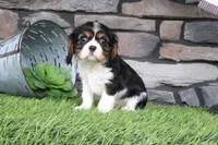 Lucy, a female Cavalier King Charles Spaniel for sale in Charm, OH – 4 of 5