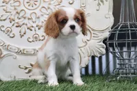 Arnie, a male Cavalier King Charles Spaniel for sale in Charm, OH – 2 of 4