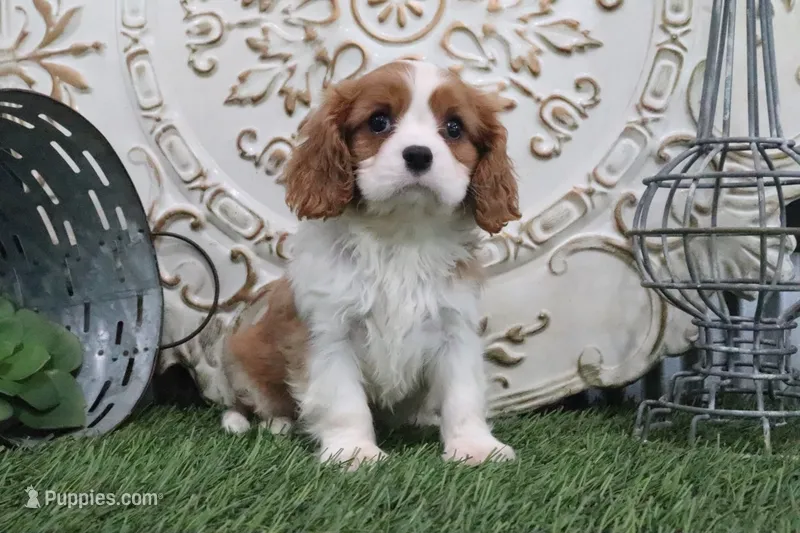 Cecil – Cavalier King Charles Spaniel puppy for sale in Charm, OH