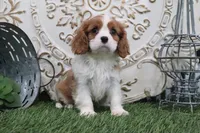 Cecil, a male Cavalier King Charles Spaniel for sale in Charm, OH – 1 of 6