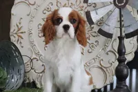 Valentine, a male Cavalier King Charles Spaniel for sale in Charm, OH – 3 of 6