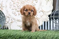 Princess, a female Cavalier King Charles Spaniel for sale in Charm, OH – 3 of 5