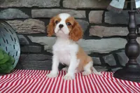 Ike, a male Cavalier King Charles Spaniel for sale in Charm, OH – 4 of 4
