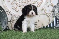Rufus, a male Cavalier King Charles Spaniel for sale in Charm, OH – 3 of 5
