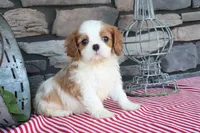 Tuffy, a male Cavalier King Charles Spaniel for sale in Charm, OH – 5 of 5