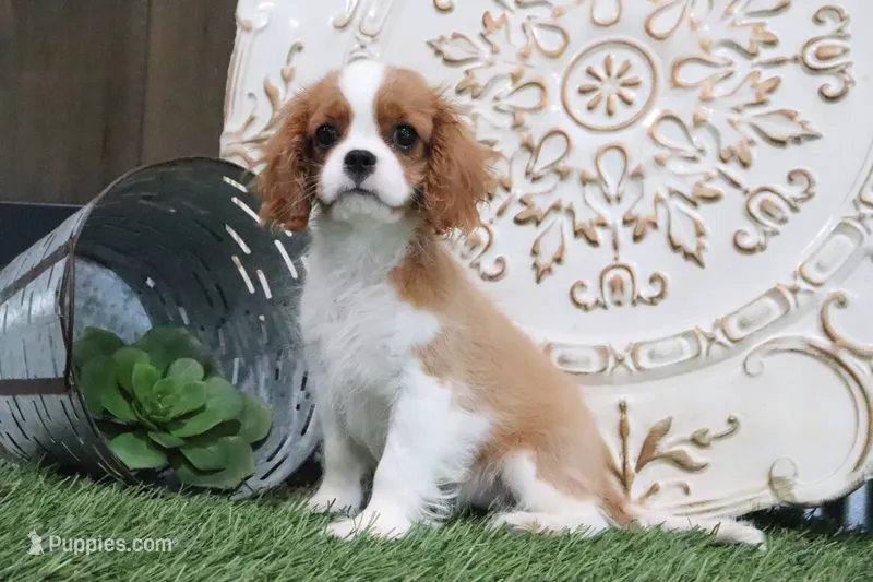 Ursula – Cavalier King Charles Spaniel puppy for sale in Charm, OH