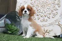 Ursula, a female Cavalier King Charles Spaniel for sale in Charm, OH – 1 of 4