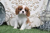 Charlotte, a male Cavalier King Charles Spaniel for sale in Charm, OH – 3 of 5