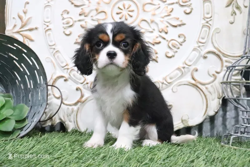 Bentley – Cavalier King Charles Spaniel puppy for sale in Charm, OH