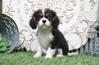 Bentley, a male Cavalier King Charles Spaniel for sale in Charm, OH – 1 of 5