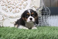 Bentley, a male Cavalier King Charles Spaniel for sale in Charm, OH – 4 of 5