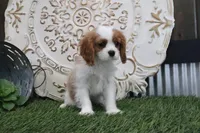 Ramona, a female Cavalier King Charles Spaniel for sale in Charm, OH – Photo 5 of 5