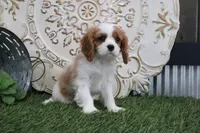 Ramona, a female Cavalier King Charles Spaniel for sale in Charm, OH – Photo 3 of 5