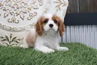 Ramona, a female Cavalier King Charles Spaniel for sale in Charm, OH – Photo 4 of 5