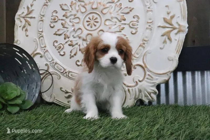 Ramona, a female Cavalier King Charles Spaniel for sale in Charm, OH – Photo 1 of 5