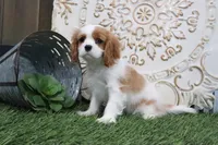 Ramona, a female Cavalier King Charles Spaniel for sale in Charm, OH – Photo 2 of 5