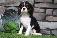 Darcy, a female Cavalier King Charles Spaniel for sale in Charm, OH – 5 of 6