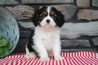 Joey, a female Cavalier King Charles Spaniel for sale in Charm, OH – 4 of 5