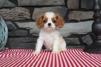 Paisley, a female Cavalier King Charles Spaniel for sale in Charm, OH – 5 of 5