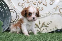 Roxy, a male Cavalier King Charles Spaniel for sale in Charm, OH – 4 of 6