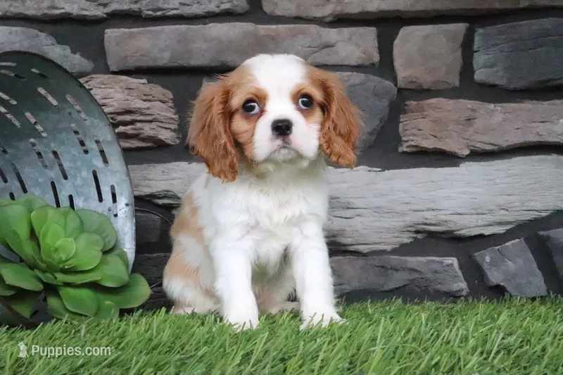 Loyal – Cavalier King Charles Spaniel puppy for sale in Charm, OH