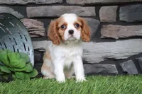Loyal, a female Cavalier King Charles Spaniel for sale in Charm, OH – 1 of 5