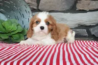 Jimbo, a female Cavalier King Charles Spaniel for sale in Charm, OH – 4 of 4