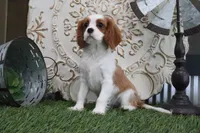 Dewey, a female Cavalier King Charles Spaniel for sale in Charm, OH – 3 of 5
