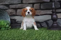 Isabell, a female Cavalier King Charles Spaniel for sale in Charm, OH – 3 of 6