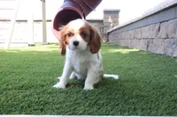 Celesta, a female Cavalier King Charles Spaniel for sale in Charm, OH – 1 of 4