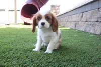 Celesta, a female Cavalier King Charles Spaniel for sale in Charm, OH – 3 of 4