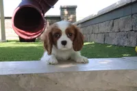 Celesta, a female Cavalier King Charles Spaniel for sale in Charm, OH – 2 of 4