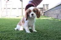 Celesta, a female Cavalier King Charles Spaniel for sale in Charm, OH – 4 of 4