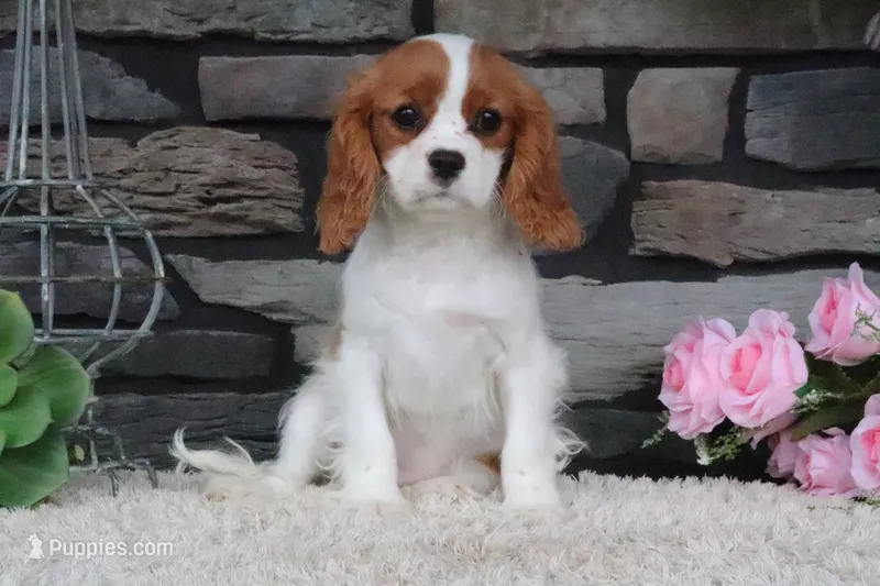 Alice – Cavalier King Charles Spaniel puppy for sale in Charm, OH