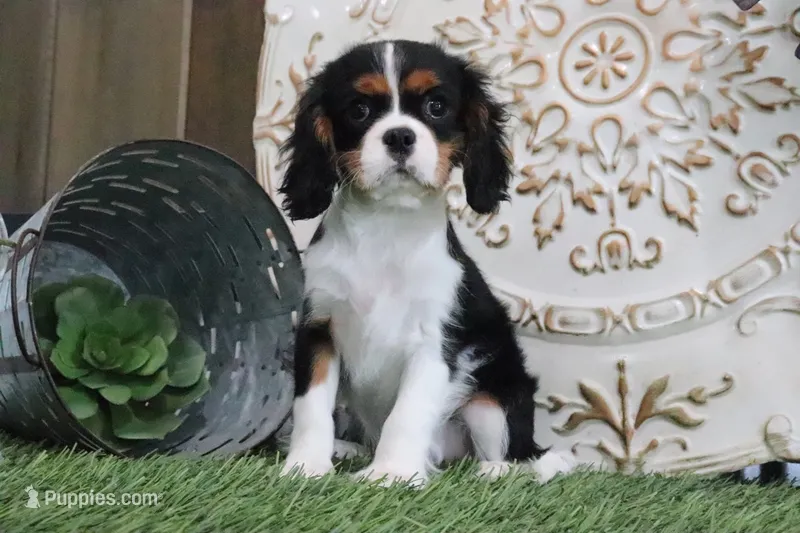 Darcy – Cavalier King Charles Spaniel puppy for sale in Charm, OH