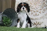 Darcy, a female Cavalier King Charles Spaniel for sale in Charm, OH – 1 of 5