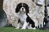 Darcy, a female Cavalier King Charles Spaniel for sale in Charm, OH – 3 of 5