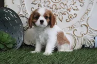 Quinn, a male Cavalier King Charles Spaniel for sale in Charm, OH – Photo 2 of 5