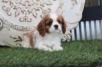 Quinn, a male Cavalier King Charles Spaniel for sale in Charm, OH – Photo 3 of 5