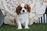 Quinn, a male Cavalier King Charles Spaniel for sale in Charm, OH – Photo 1 of 5