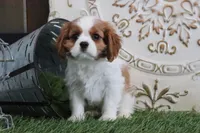Quinn, a male Cavalier King Charles Spaniel for sale in Charm, OH – Photo 4 of 5