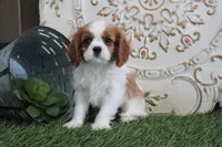 Quinn, a male Cavalier King Charles Spaniel for sale in Charm, OH – Photo 5 of 5