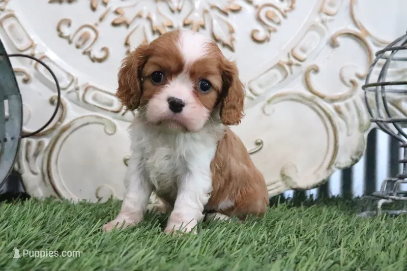 Roscoe – Cavalier King Charles Spaniel puppy for sale in Charm, OH