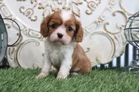 Roscoe, a male Cavalier King Charles Spaniel for sale in Charm, OH – 1 of 4